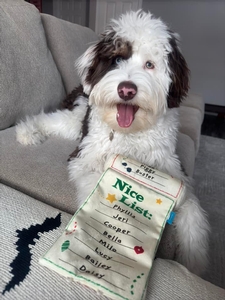 F1 Mini Aussiedoodle Sandler of Star & Goose